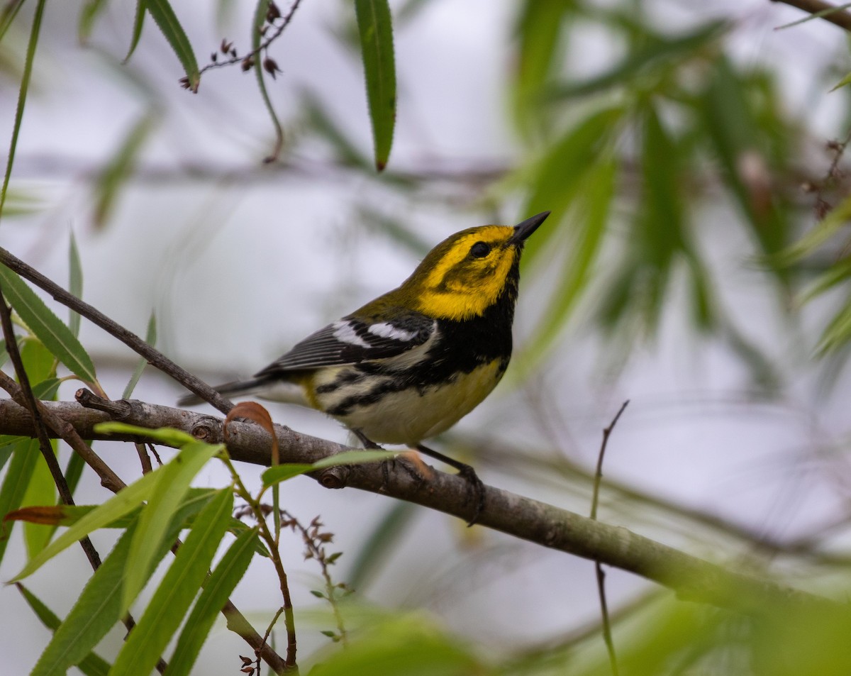 Black-throated Green Warbler - William Price