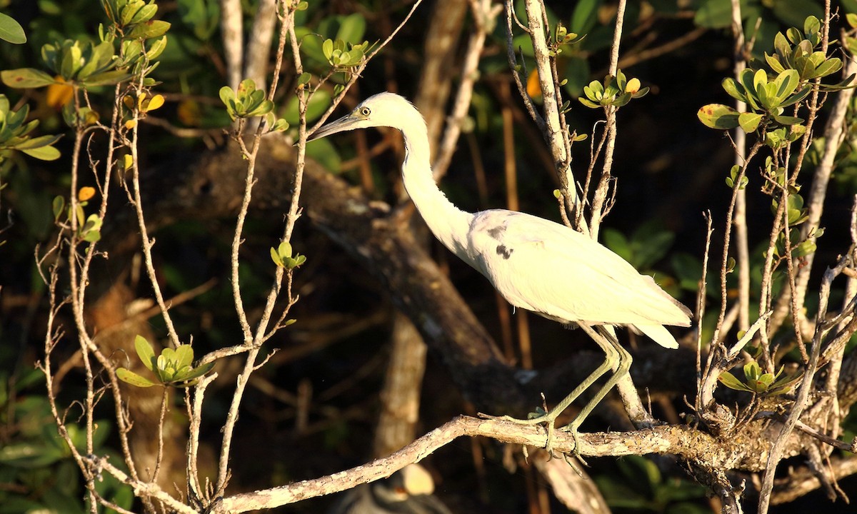 Little Blue Heron - Adrián Braidotti