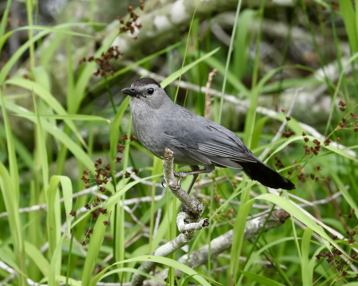 Gray Catbird - Debbie Kosater