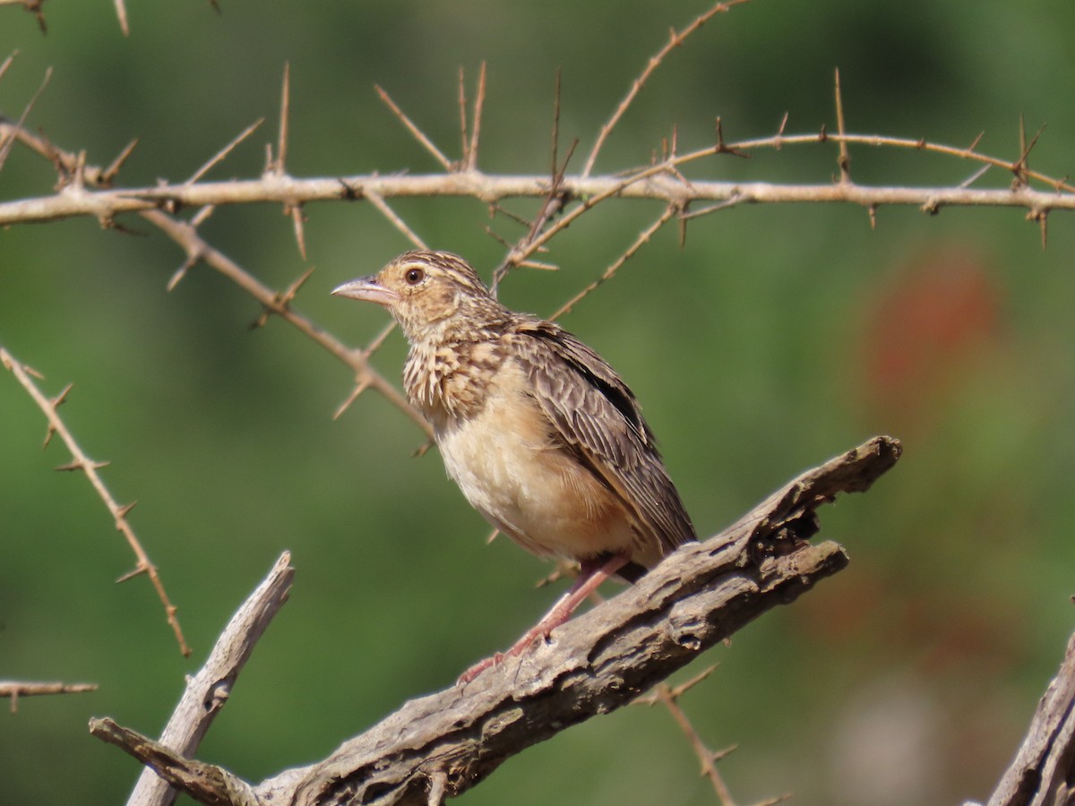 Jerdon's Bushlark - Bosco Chan