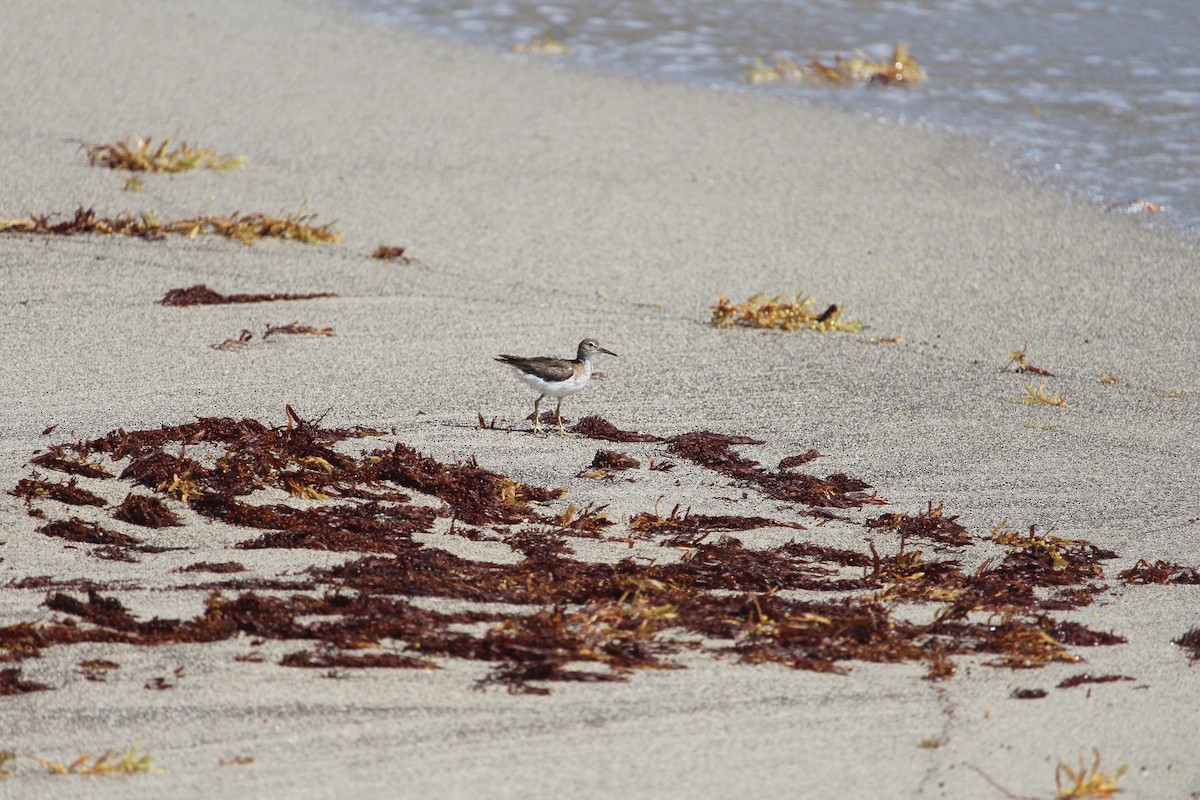 Spotted Sandpiper - Martijn Bolkenbaas