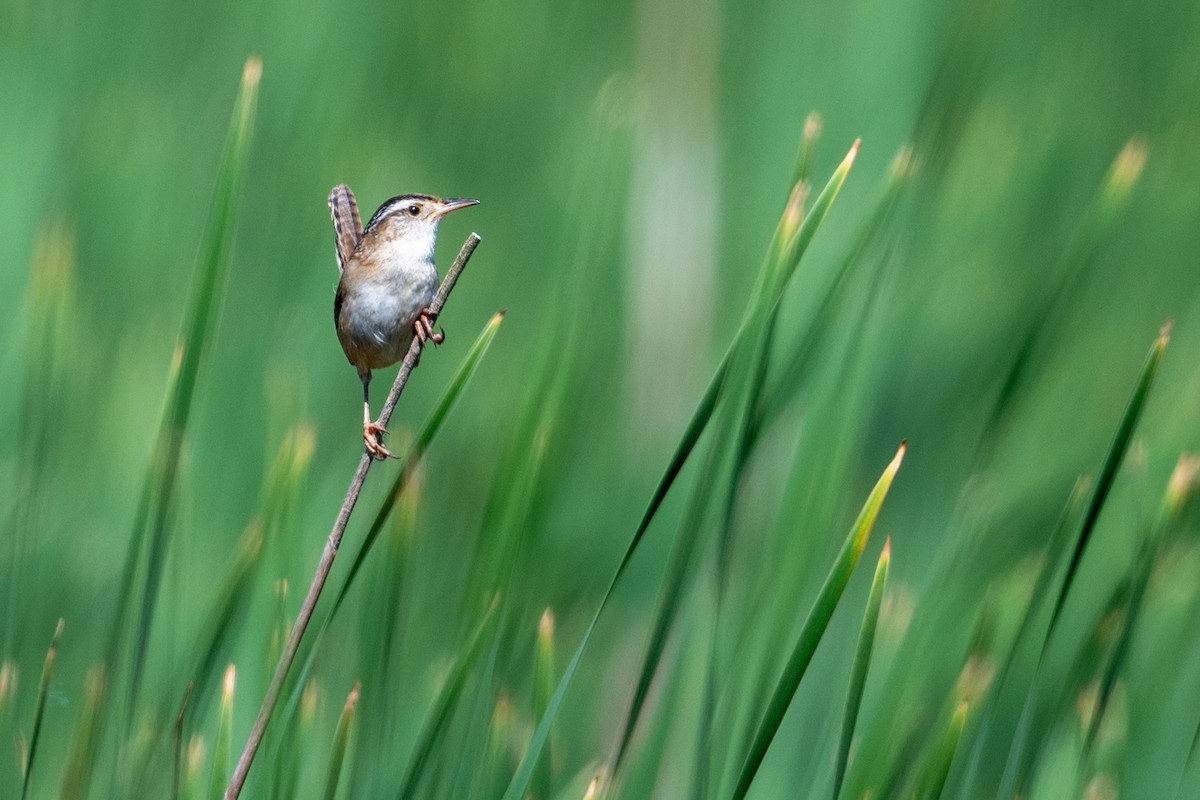 Marsh Wren - Jamie Jacob 🦅