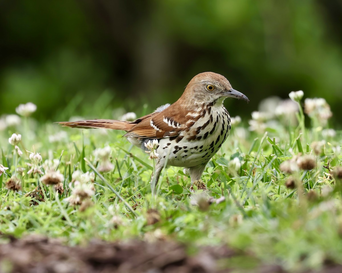 Brown Thrasher - Debbie Kosater