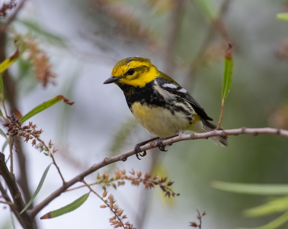 Black-throated Green Warbler - William Price