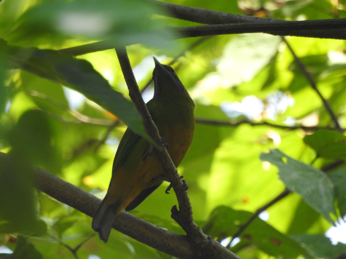 Orange-bellied Leafbird - ML619532405