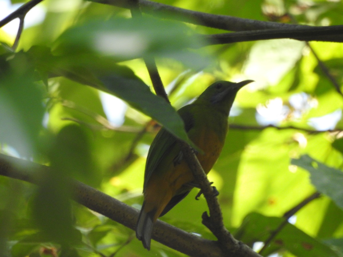 Orange-bellied Leafbird - ML619532406