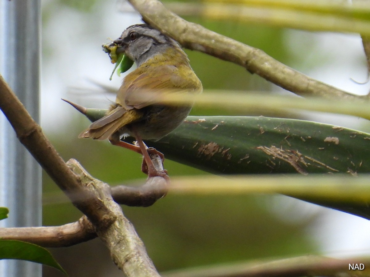 Black-striped Sparrow - ML619532407