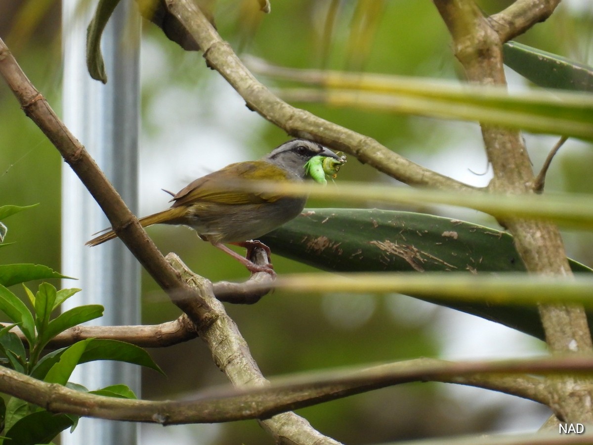 Black-striped Sparrow - ML619532408