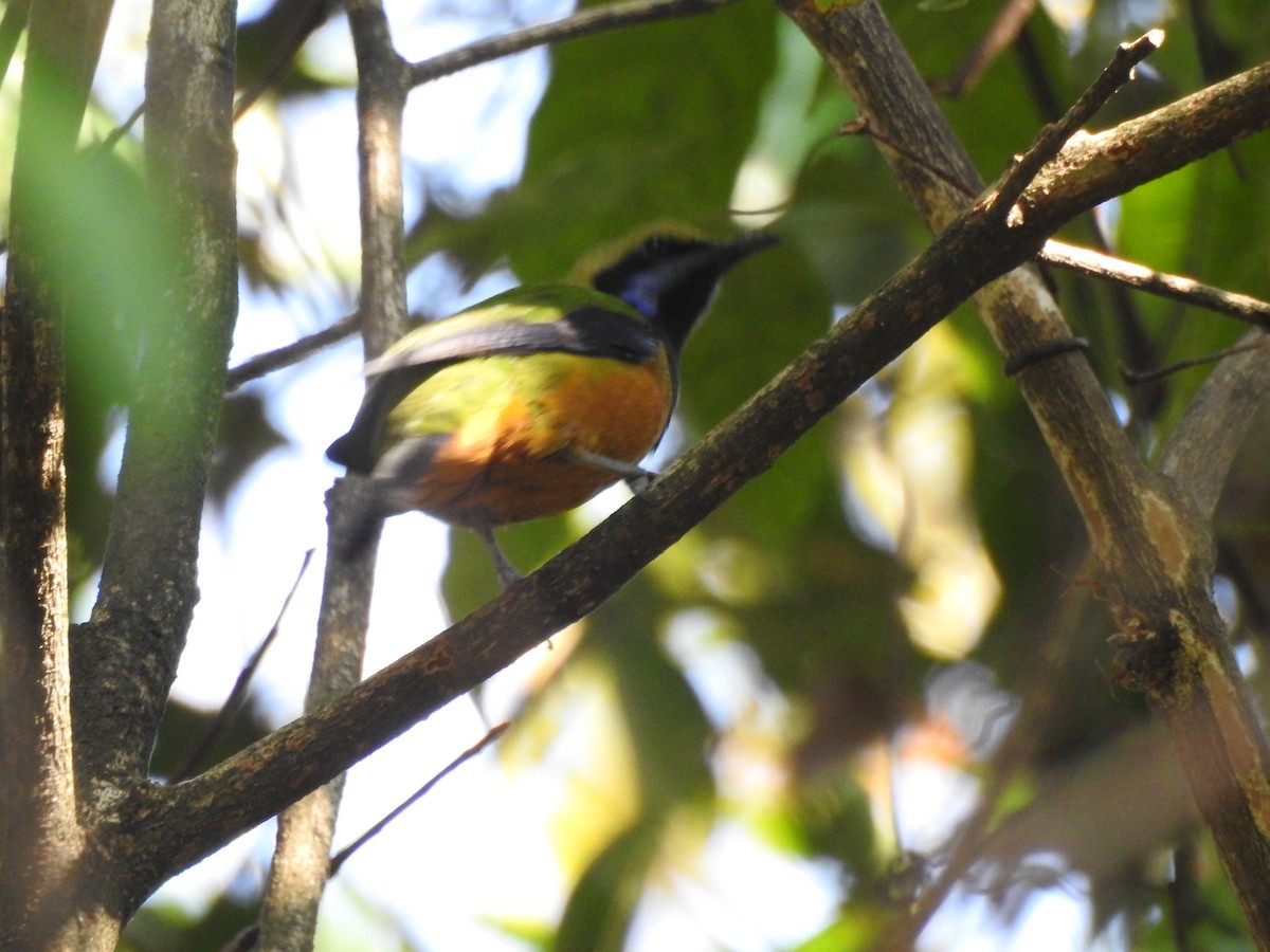 Orange-bellied Leafbird - ML619532409