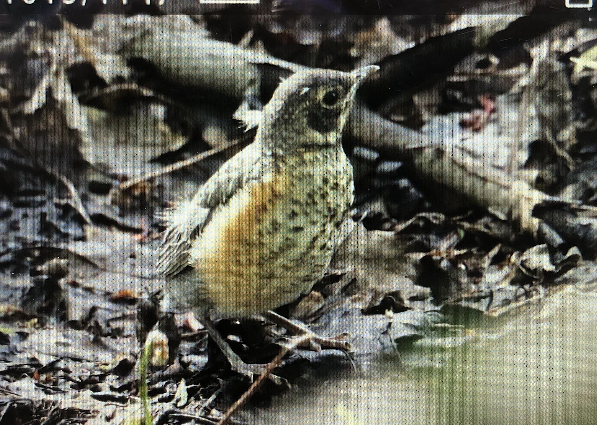 American Robin - Jules S