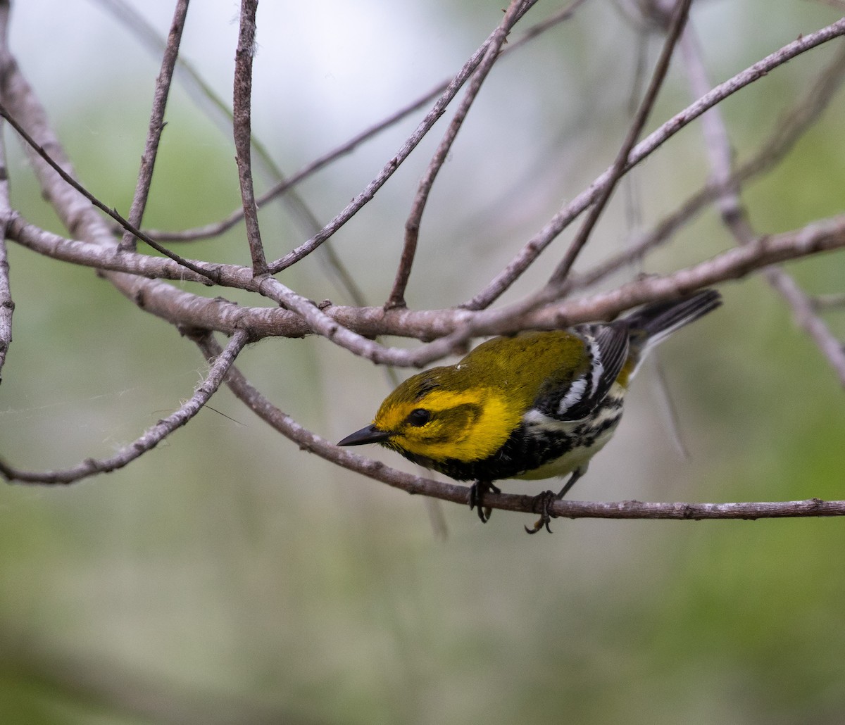 Black-throated Green Warbler - William Price