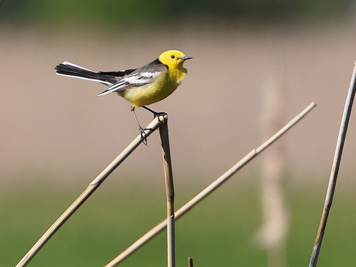 Citrine Wagtail - Attila Steiner