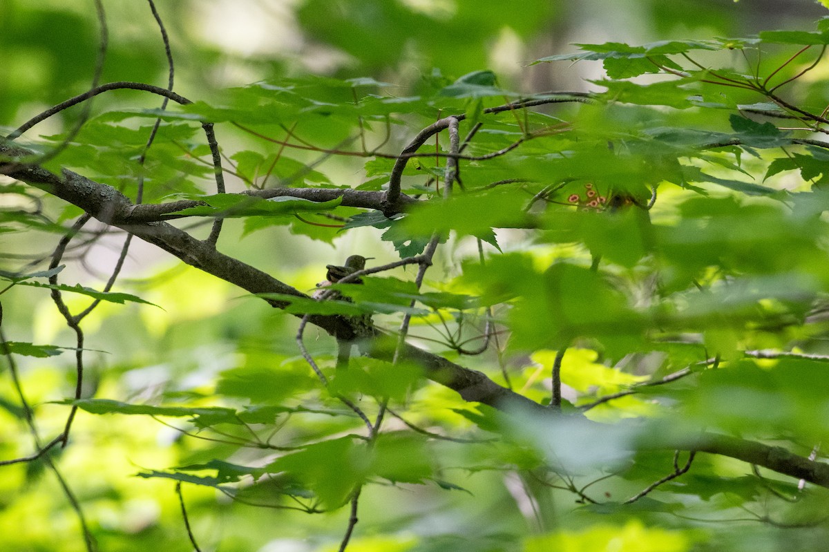 Ruby-throated Hummingbird - Jamie Jacob 🦅