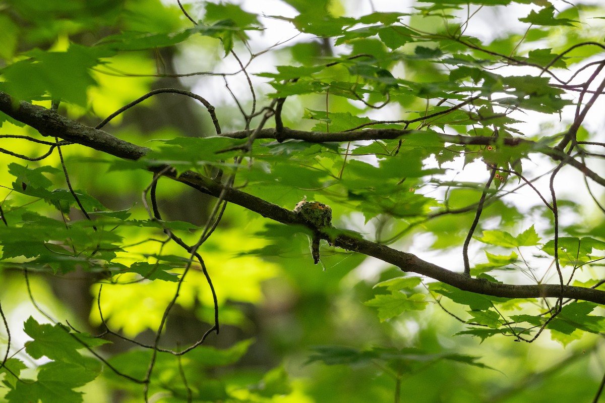 Ruby-throated Hummingbird - ML619532421