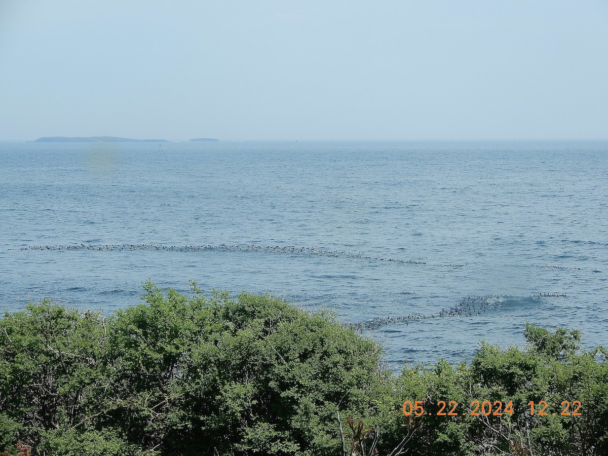 Black Scoter - Patricia Ottens-Wainright