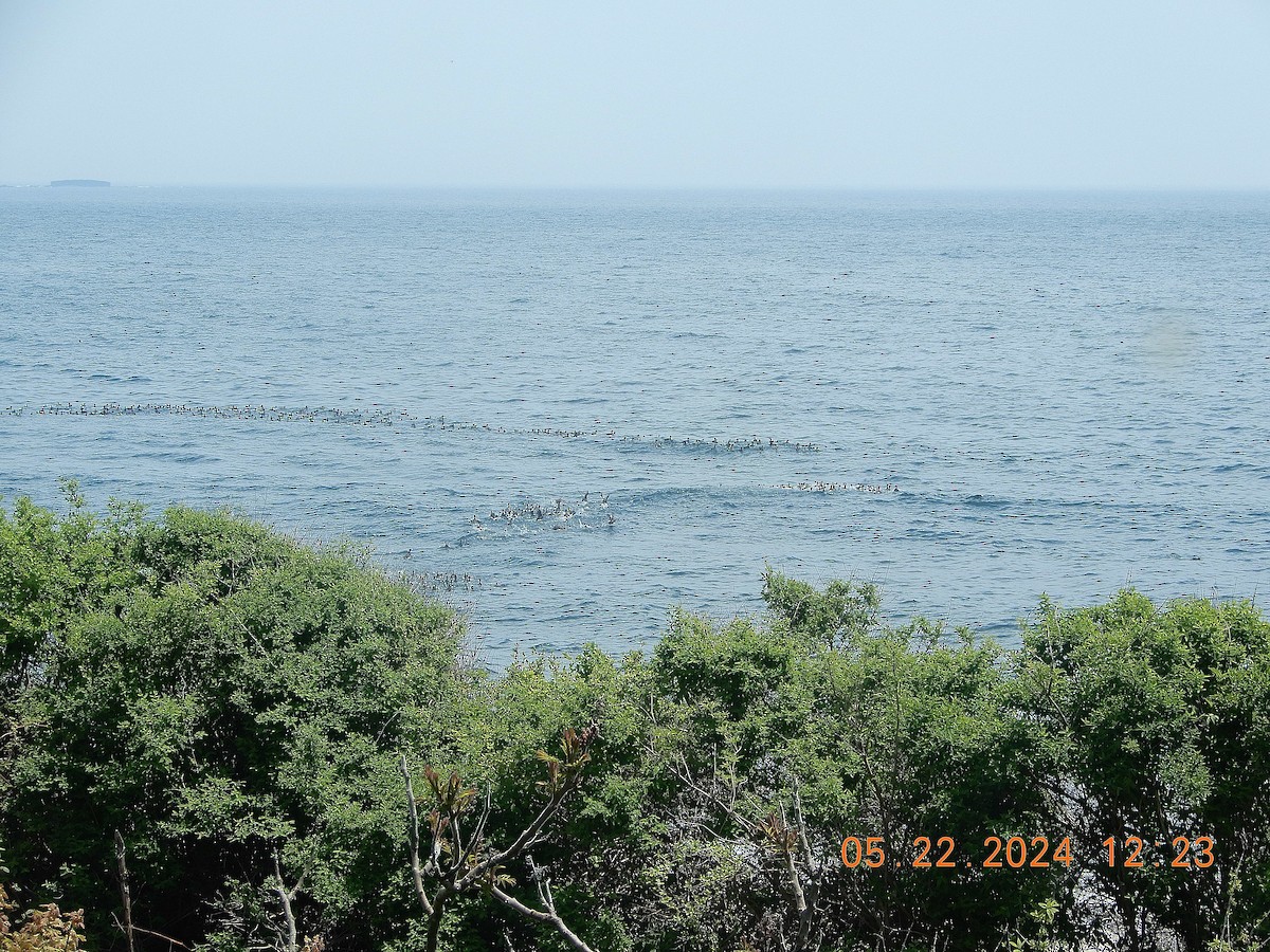 Black Scoter - Patricia Ottens-Wainright