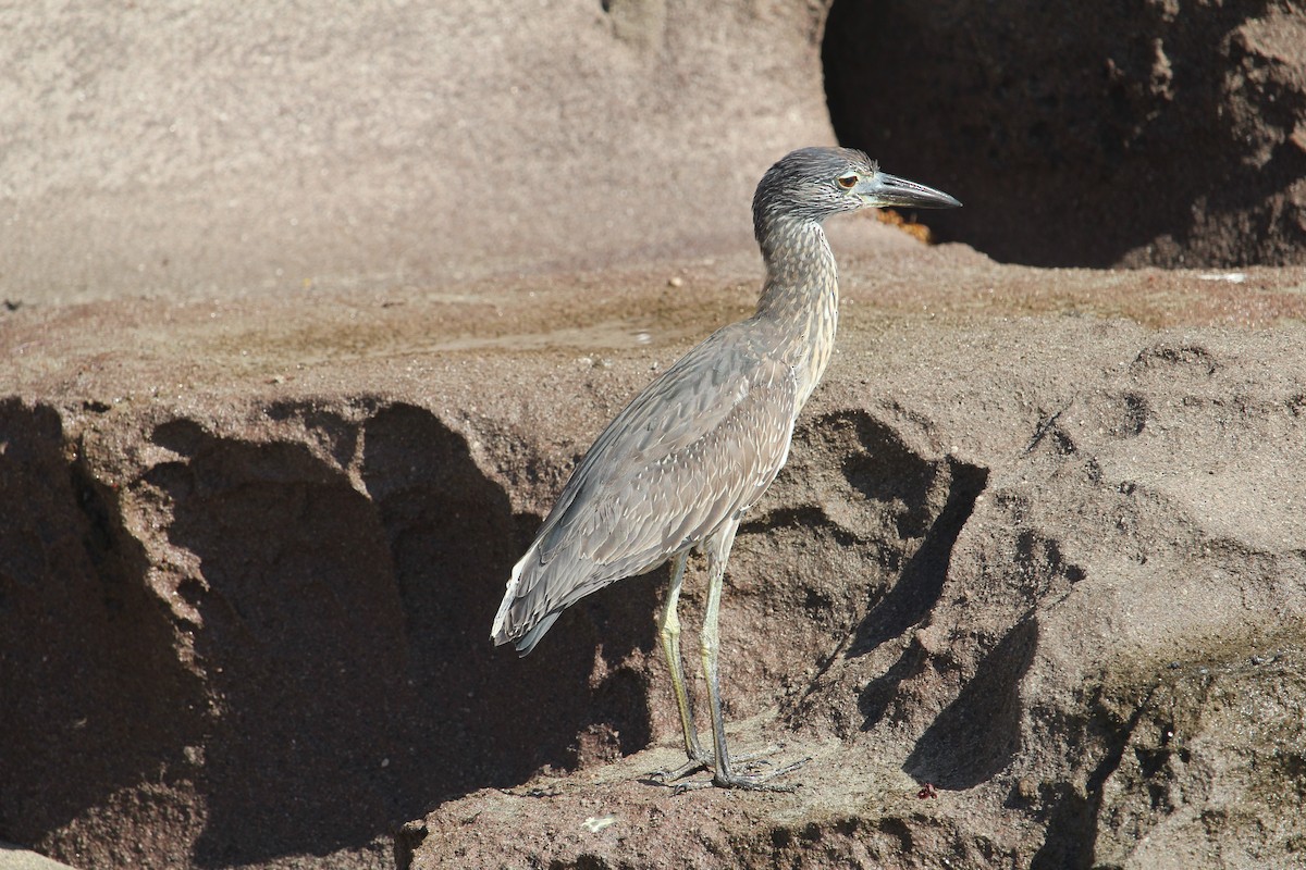 Green Heron - Martijn Bolkenbaas