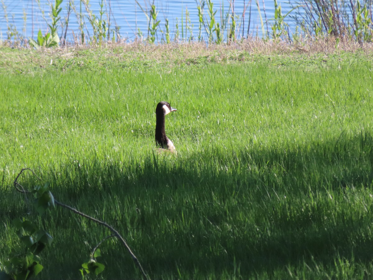 Canada Goose - Jadon Miranda