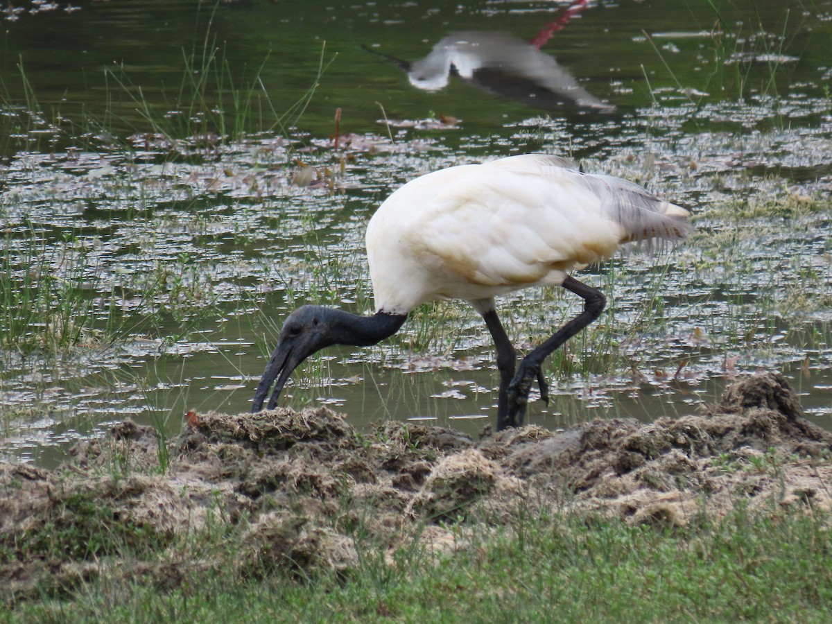 ibis černohlavý - ML619532432