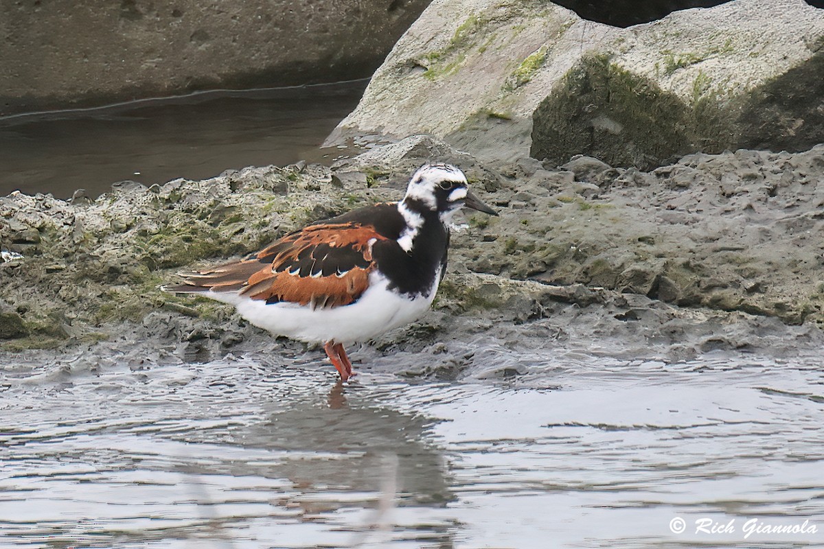 Ruddy Turnstone - Rich Giannola