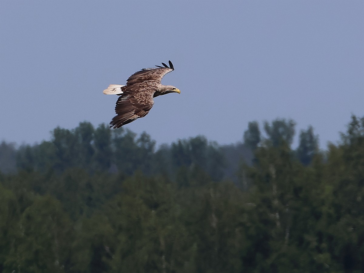 White-tailed Eagle - Attila Steiner