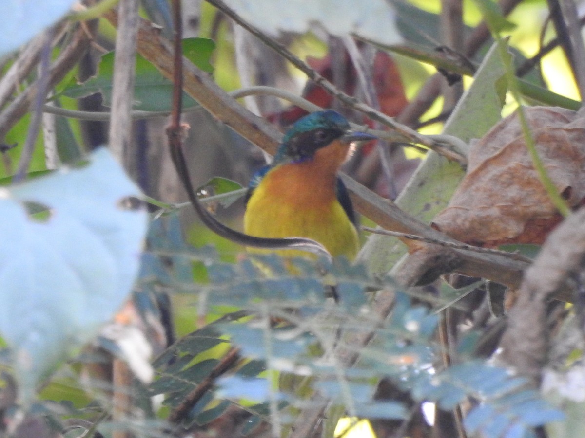 Ruby-cheeked Sunbird - Selvaganesh K