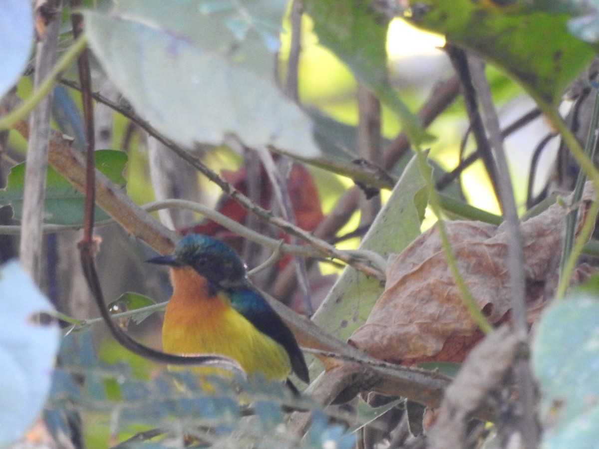 Ruby-cheeked Sunbird - Selvaganesh K