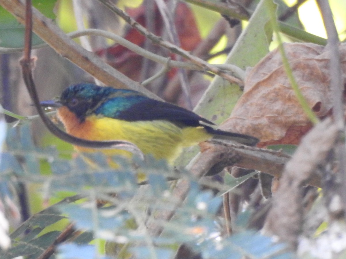 Ruby-cheeked Sunbird - Selvaganesh K