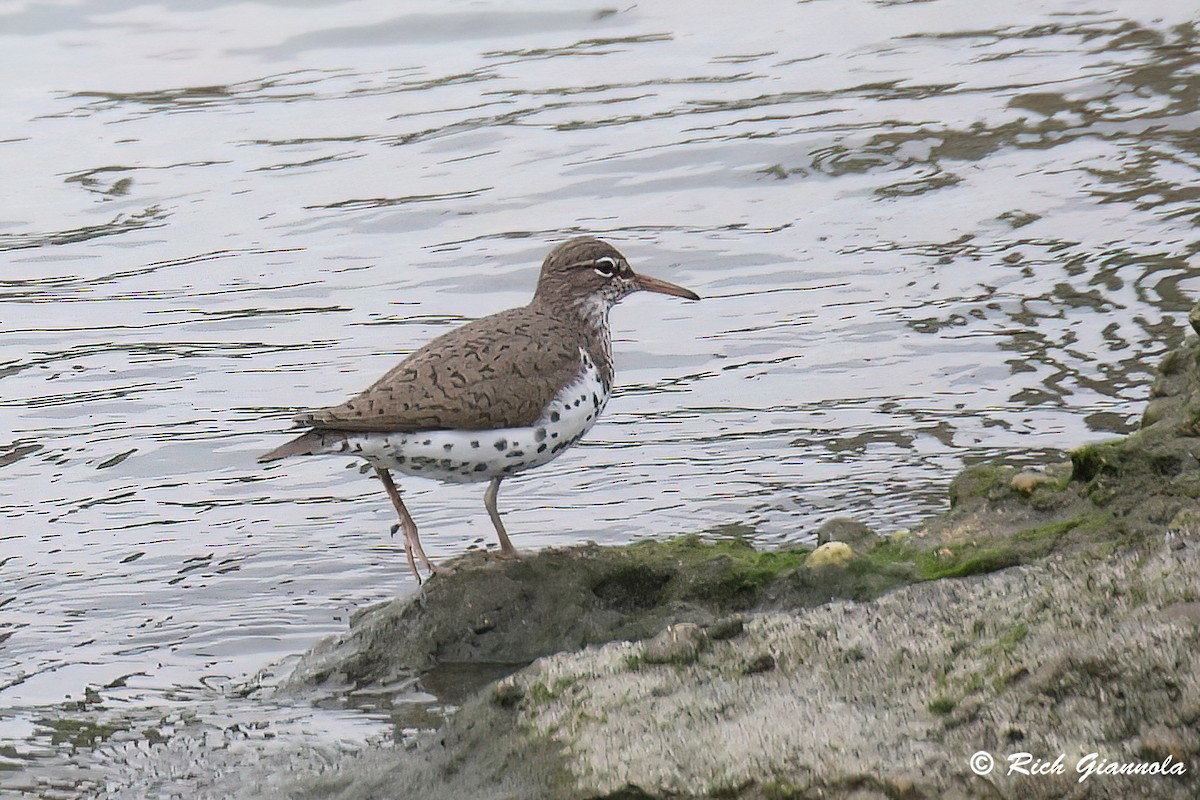Spotted Sandpiper - Rich Giannola