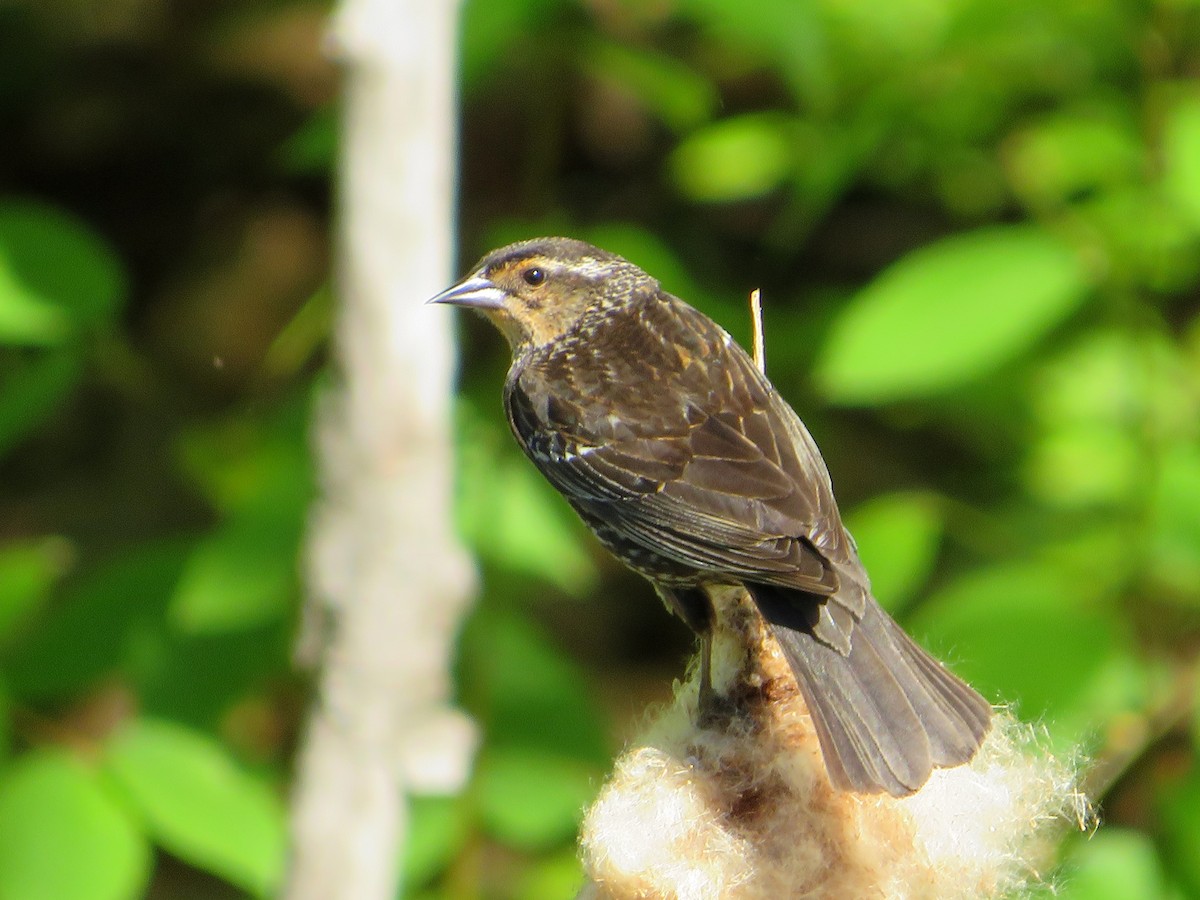 Red-winged Blackbird - Marianne Friers