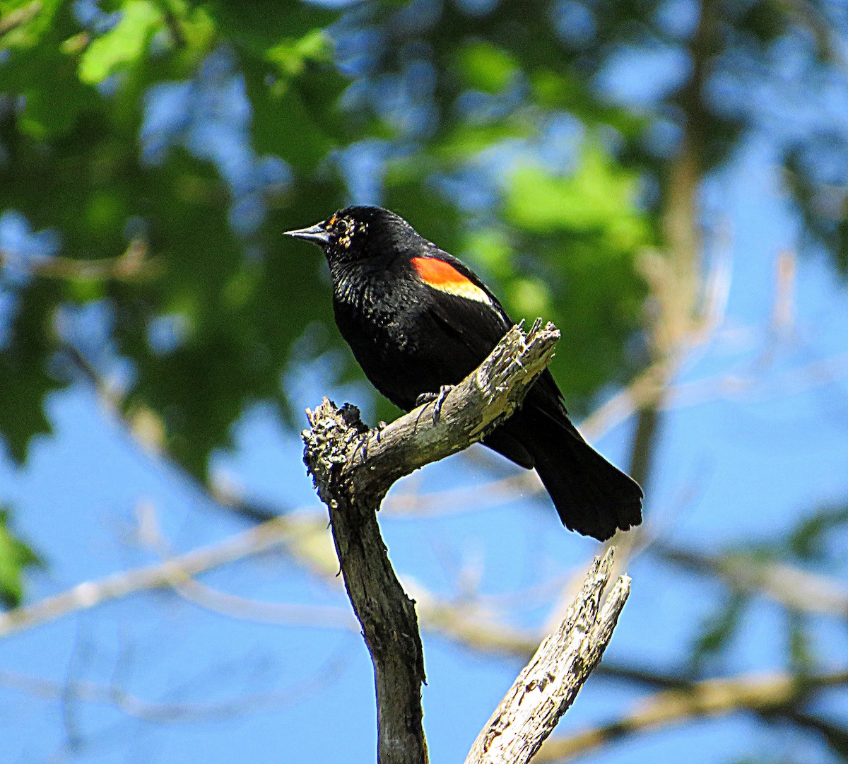 Red-winged Blackbird - Marianne Friers