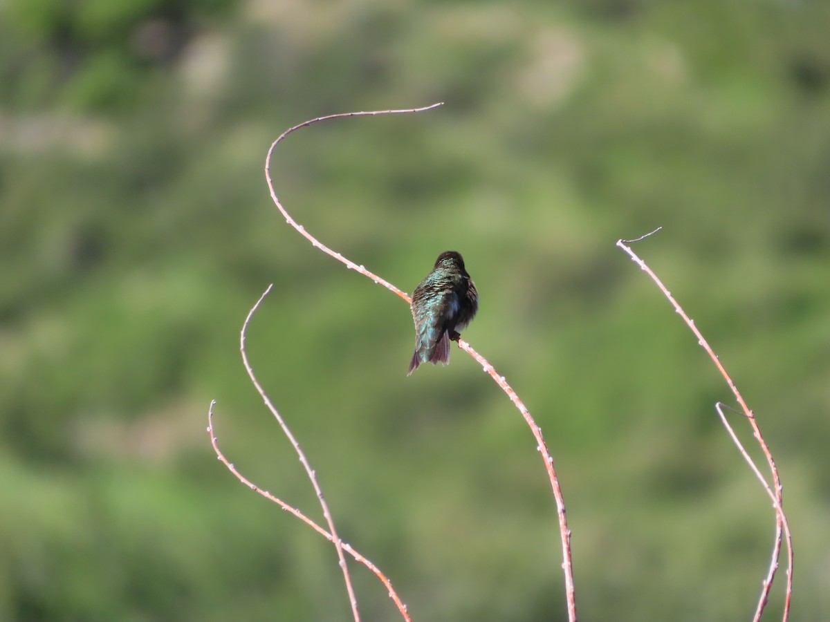 Broad-tailed Hummingbird - Jadon Miranda
