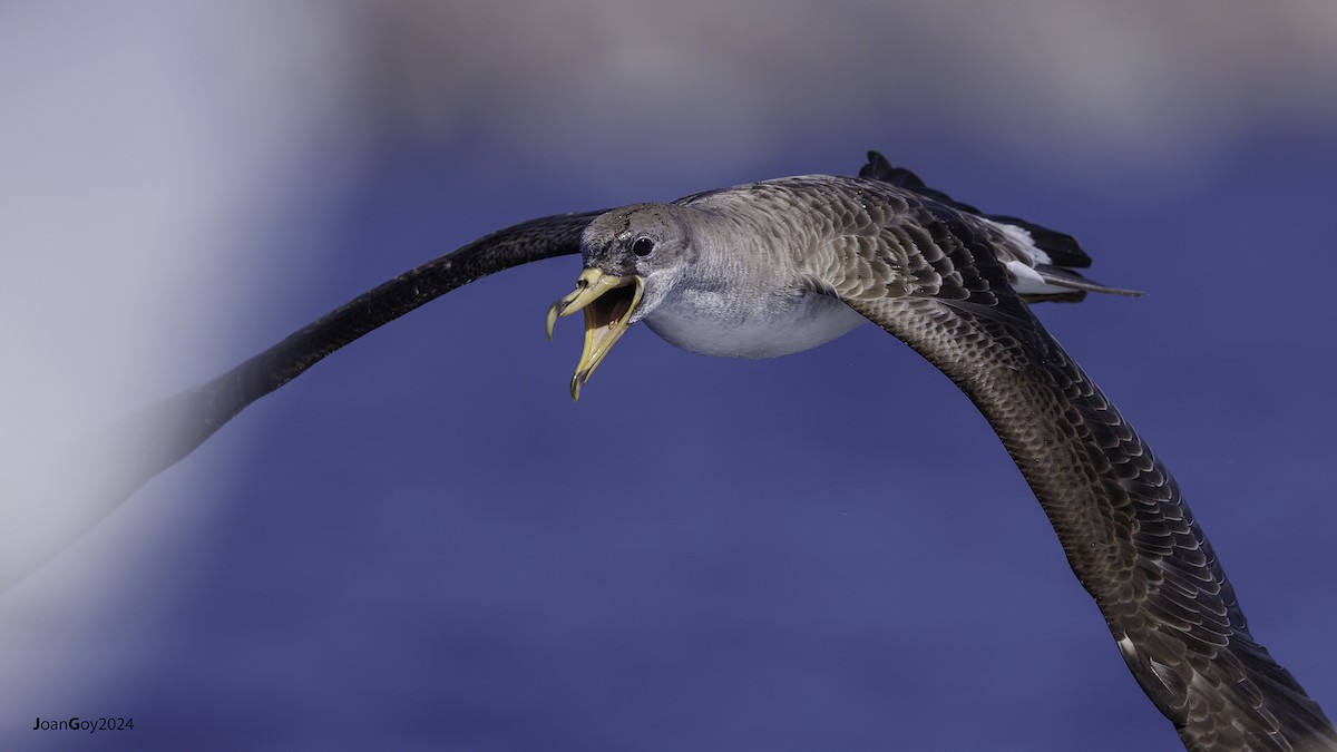 Cory's Shearwater - Joan Goy