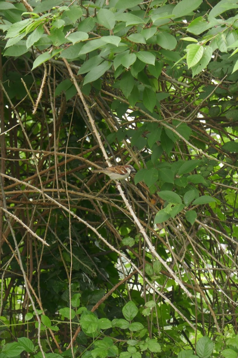 House Sparrow - Elliott Norton-Bower