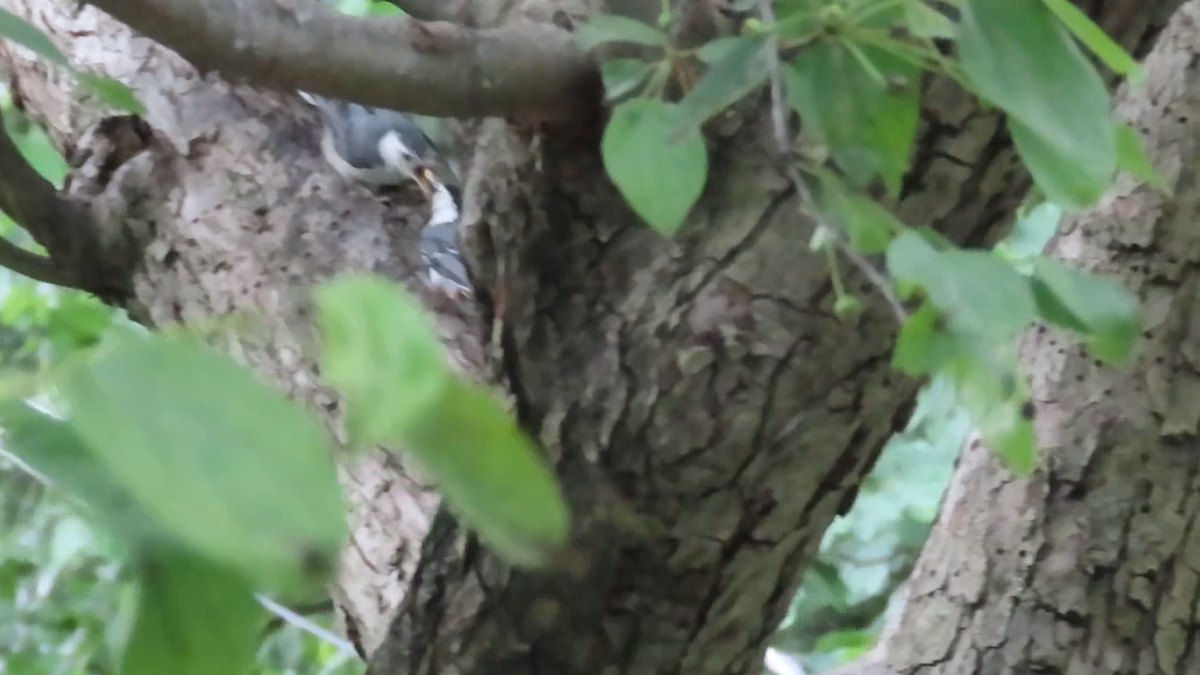 White-breasted Nuthatch - ML619532465