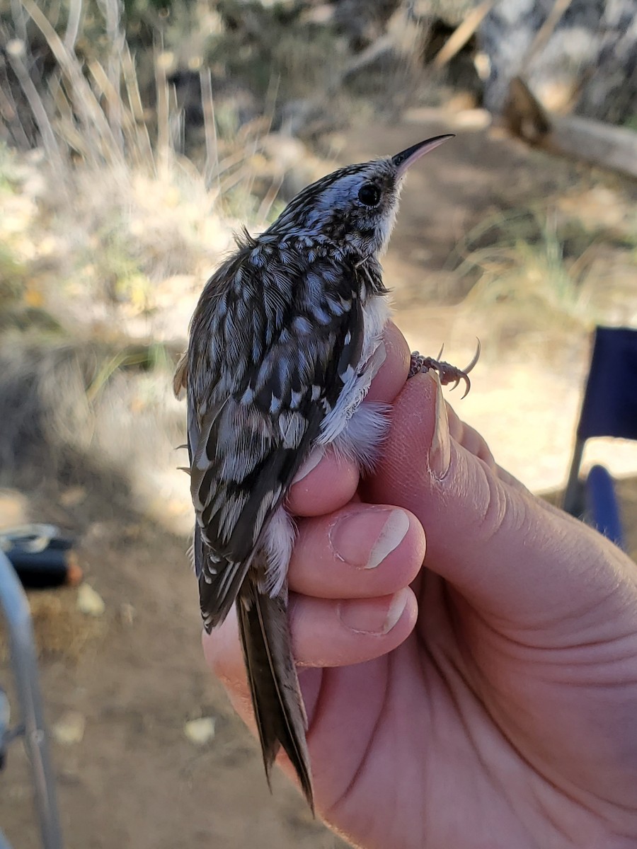 Brown Creeper - Nancy Cox