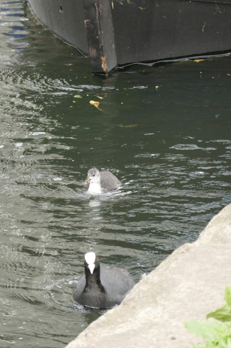 Eurasian Coot - Elliott Norton-Bower