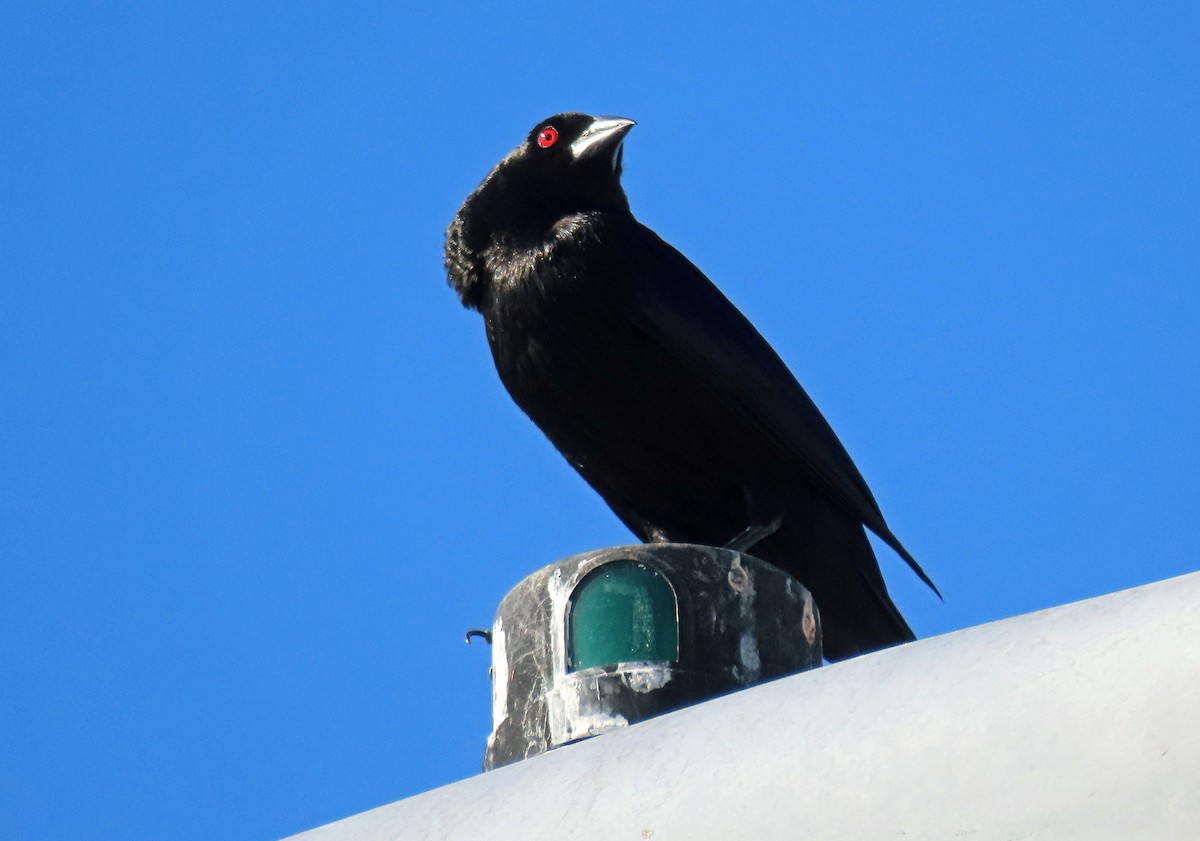 Bronzed Cowbird - David Pearson