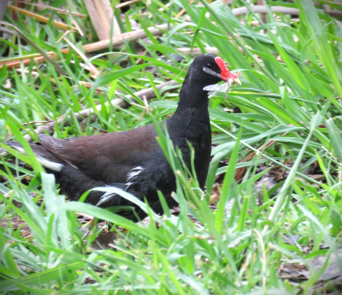 Common Gallinule - Michael Long