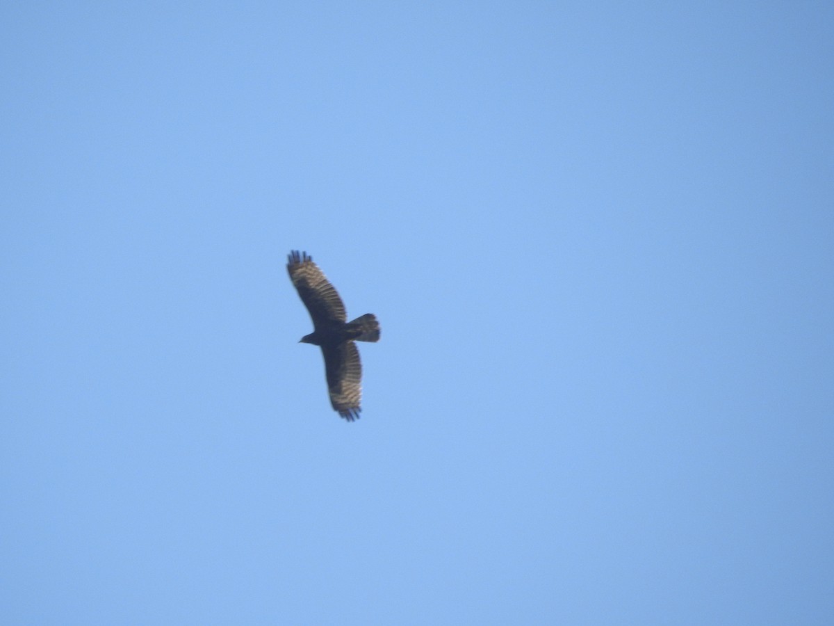 Oriental Honey-buzzard - Selvaganesh K