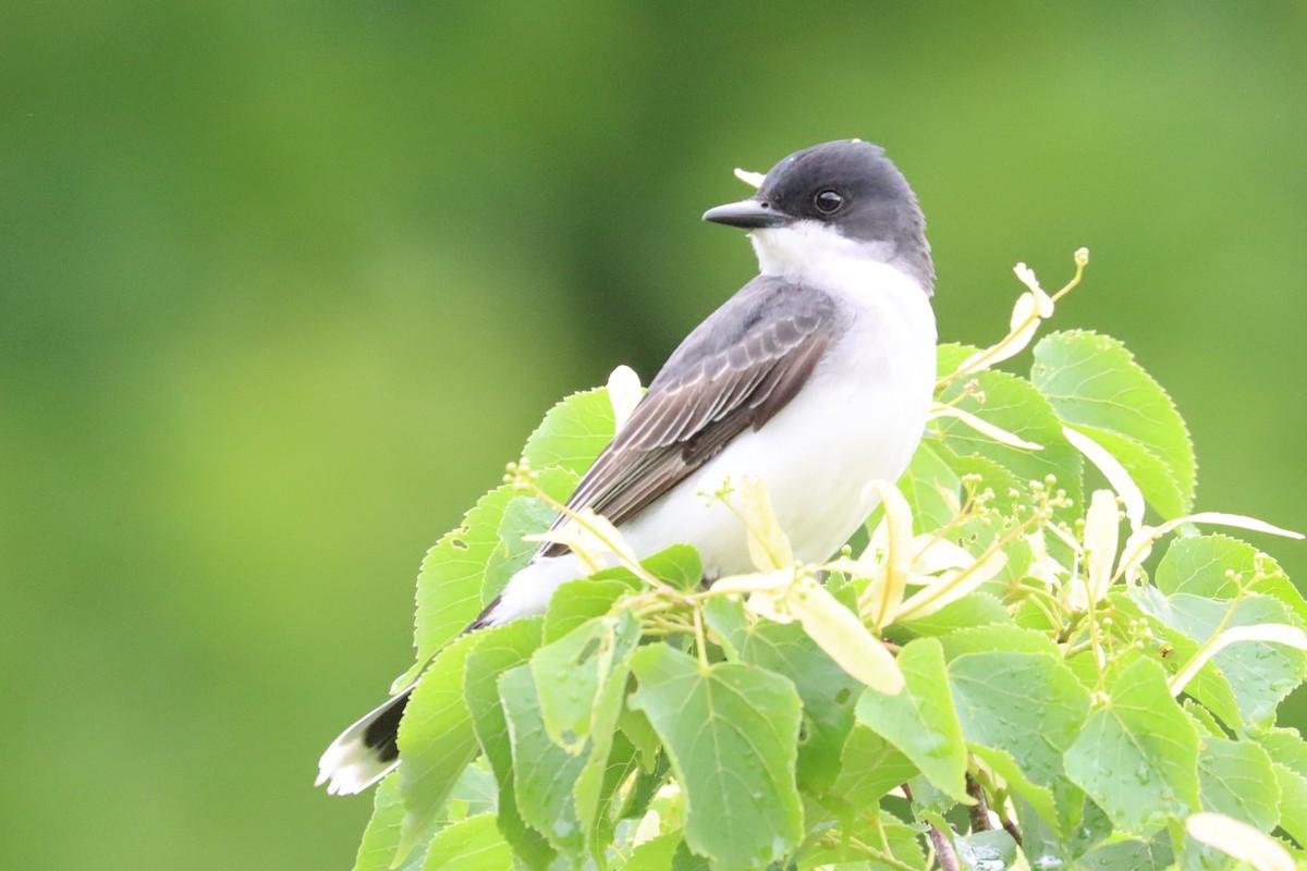 Eastern Kingbird - Subodh Ghonge