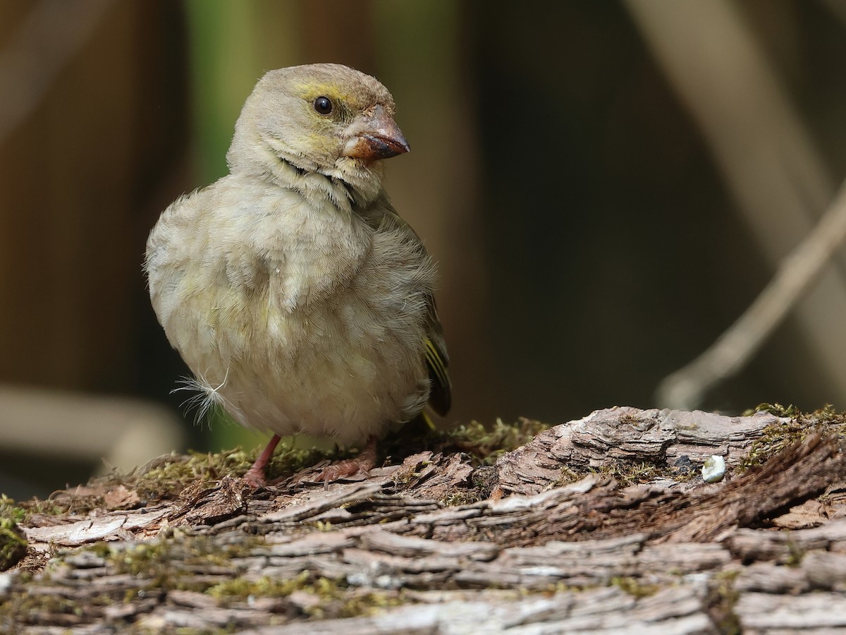 European Greenfinch - ML619532507