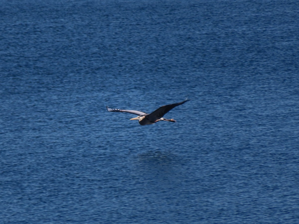 Great Blue Heron - ML619532508