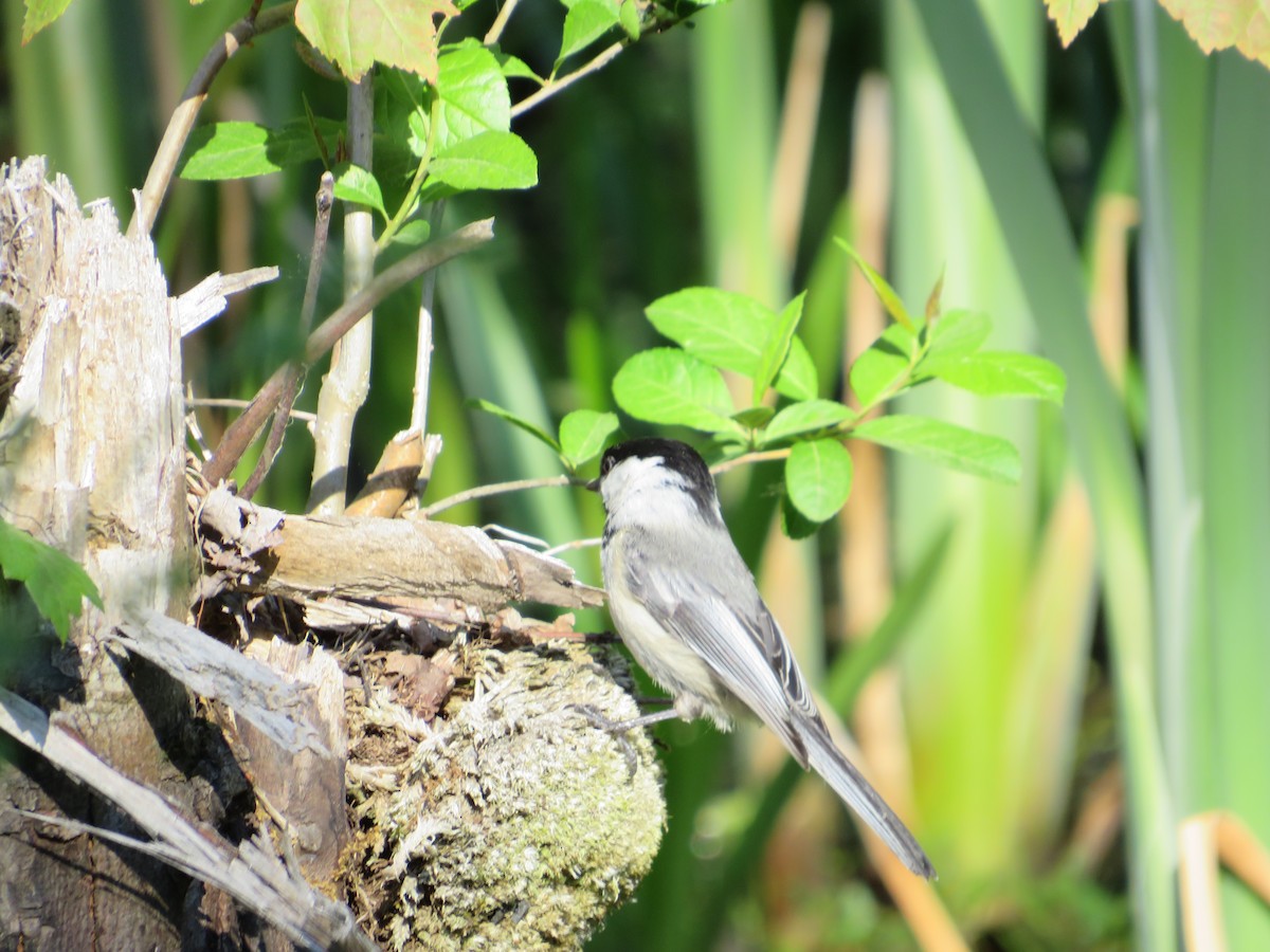 Black-capped Chickadee - Marianne Friers