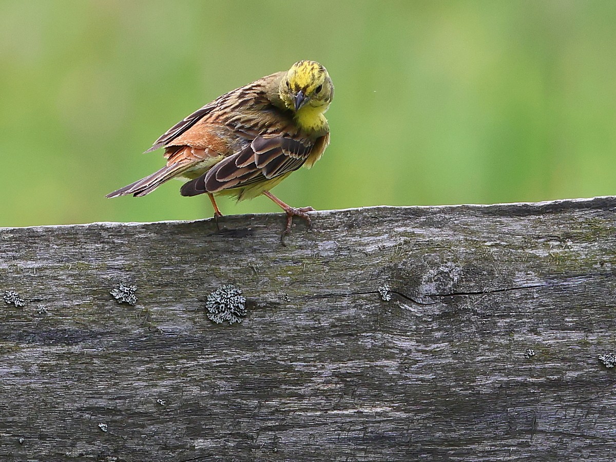 Yellowhammer - Attila Steiner