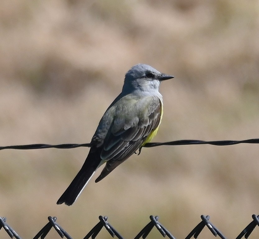 Western Kingbird - Steve Davis