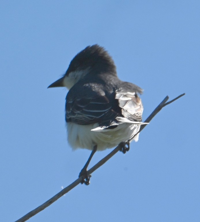 Eastern Kingbird - Steve Davis