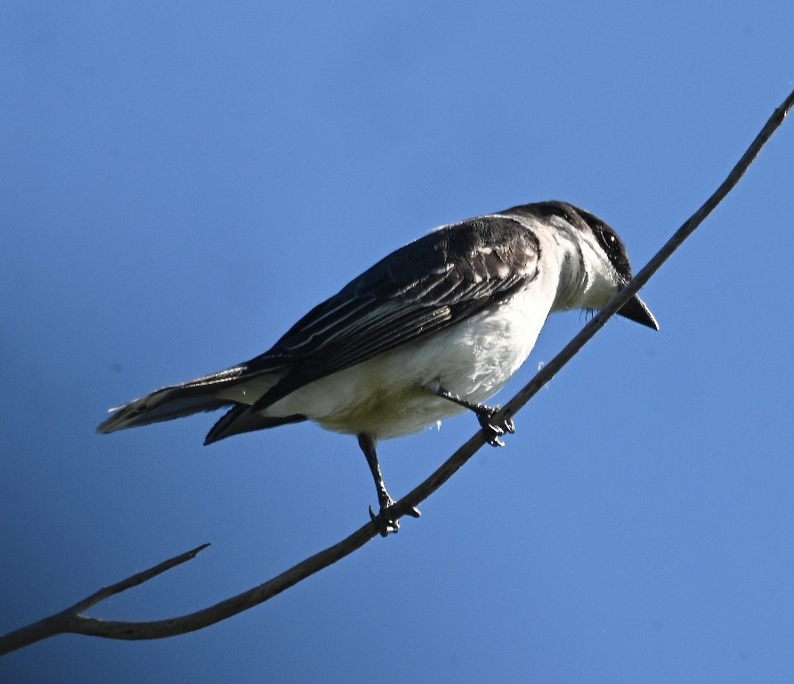 Eastern Kingbird - Steve Davis