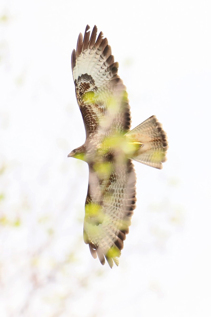 Common Buzzard - ML619532526