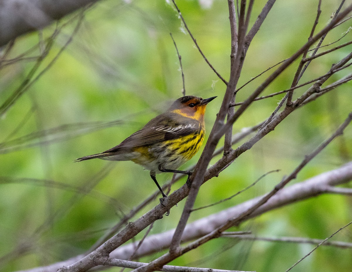 Cape May Warbler - William Price